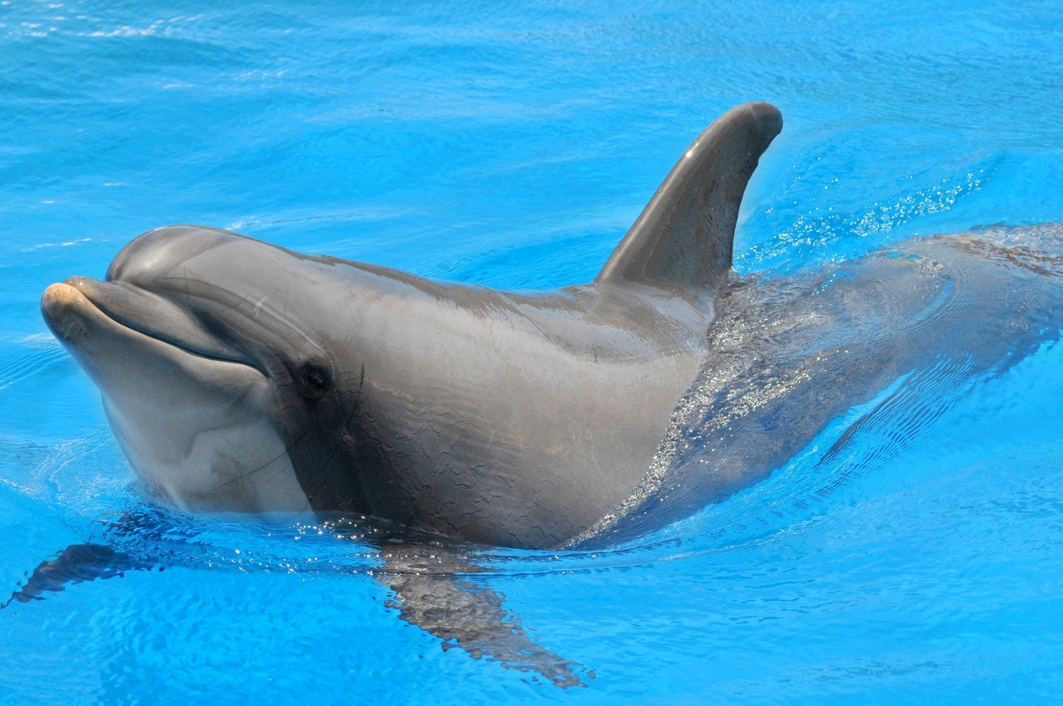 delfin jugueton