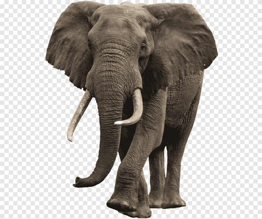 elefante