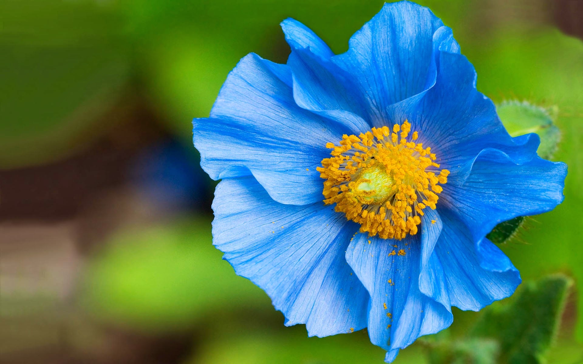 bella flor azul