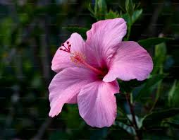 flor de jamaica